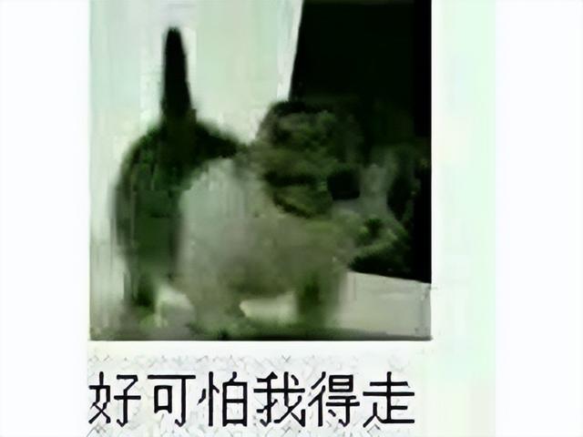 2024年网易都停运了啥?3D版DNF凉凉,新游上线45天宣布停运!